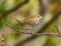 Ovenbird - 30 Sep 2024 Barkley WMA, Stewart, Tennessee, United States, Sept 30, 2024