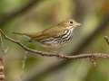 Ovenbird - 30 Sep 2024 Barkley WMA, Stewart, Tennessee, United States, Sept 30, 2024