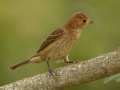 Indigo Bunting - Barkley WMA, Stewart, Tennessee, United States, Sept 30, 2024