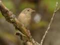 House Wren - Barkley WMA, Stewart, Tennessee, United States, Sept 30, 2024