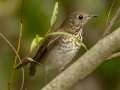 Gray-cheeked Thrush - Barkley WMA, Stewart, Tennessee, United States, Sept 30, 2024