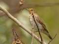 Swainson\'s Thrush