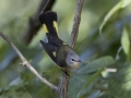 American Redstart - Cumberland River, Dover US-TN 36.51331, -87.85749, Stewart, Tennessee, United States, Sept 7, 2024