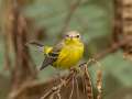 Magnolia Warbler - Barkley WMA, Stewart, Tennessee, United States, Sept 30, 2024