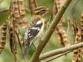 Rose-breasted Grosbeak - Barkley WMA, Stewart County, Tennessee, Sept 30, 2024