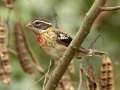 Rose-breasted Grosbeak