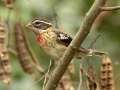 Rose-breasted Grosbeak - Barkley WMA, Stewart County, Tennessee, Sept 30, 2024