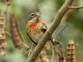 Rose-breasted Grosbeak