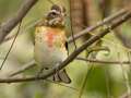 Rose-breasted Grosbeak