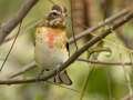 Rose-breasted Grosbeak - Barkley WMA, Stewart County, Tennessee, Sept 30, 2024
