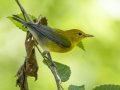 Prothonotary Warbler - Barkley WMA, Stewart, Tennessee, United States, July 28, 2024