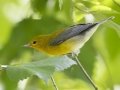 Prothonotary Warbler - Barkley WMA, Stewart, Tennessee, United States, July 28, 2024