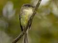 Eastern Phoebe - Barkley WMA, Stewart, Tennessee, United States, Sept 30, 2024