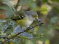 White-eyed Vireo