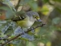 White-eyed Vireo - Cumberland River, Dover US-TN 36.51331, -87.85749, Stewart, Tennessee, Sept 7, 2024