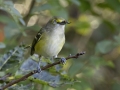 White-eyed Vireo