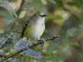 White-eyed Vireo - Cumberland River, Dover US-TN 36.51331, -87.85749, Stewart, Tennessee, Sept 7, 2024