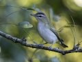 Red-eyed Vireo - Cumberland River, Dover US-TN 36.51331, -87.85749, Stewart, Tennessee, United States, Sept 7, 2024