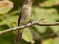 Eastern Wood-Pewee  - Barkley WMA, Stewart, Tennessee, United States, Sept 30, 2024