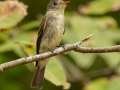 Eastern Wood-Pewee  - Barkley WMA, Stewart, Tennessee, United States, Sept 30, 2024