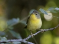 Common Yellowthroat - Cumberland River, Dover US-TN 36.51331, -87.85749, Stewart, Tennessee, United States, Sept 7 2024