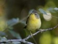 Common Yellowthroat - Cumberland River, Dover US-TN 36.51331, -87.85749, Stewart, Tennessee, United States, Sept 7 2024