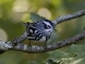 Black-and-White Warbler - Cumberland River, Dover US-TN 36.51331, -87.85749, Stewart, Tennessee, Sept 7, 2024
