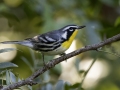 Yellow-throated Warbler