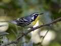 Yellow-throated Warbler - Cumberland River, Dover US-TN 36.51331, -87.85749, Stewart, Tennessee, Sept 7, 2024