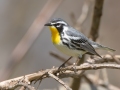 Yellow-throated Warbler - Gatling Point Rec Area, Stewart County, Tennessee, United States, April 1, 2025