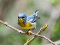 Northern Parula - Gatling Point Rec Area, Stewart County, Tennessee, United States, April 1, 2025