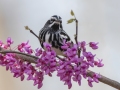 Black-and-white Warbler - Gatling Point Rec Area, Stewart County, Tennessee, United States, April 1, 2025