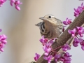 Black-and-white Warbler - Gatling Point Rec Area, Stewart County, Tennessee, United States, April 1, 2025