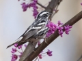 Black-and-white Warbler - Gatling Point Rec Area, Stewart County, Tennessee, United States, April 1, 2025