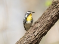 Yellow-throated Warbler - Gatling Point Rec Area, Stewart County, Tennessee, United States, April 1, 2025