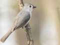 Tufted Titmouse - Gatling Point Rec Area, Stewart County, Tennessee, United States, April 1, 2025