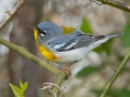 Northern Parula - Gatling Point Rec Area, Stewart County, Tennessee, United States, April 1, 2025