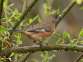 Eastern Towhee - 1038–1098 Barnhill Rd, Clarksville, Montgomery County, Tennessee, United States, April 6, 2025