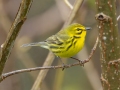Prairie Warbler - 1038–1098 Barnhill Rd, Clarksville, Montgomery County, Tennessee, United States, April 6, 2025