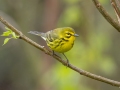 Prairie Warbler - 1038–1098 Barnhill Rd, Clarksville, Montgomery County, Tennessee, United States, April 6, 2025