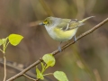 White-eyed Vireo - 1038–1098 Barnhill Rd, Clarksville, Montgomery County, Tennessee, United States, April 6, 2025