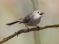 Blue-gray Gnatcatcher (female) - 1268 The Trace, Stewart County, Tennessee, United States, April 7, 2025