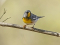 Northern Parula - 1268 The Trace, Stewart County, Tennessee, United States, April 7, 2025