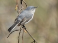 Blue-gray Gnatcatcher (female) - 1268 The Trace, Stewart County, Tennessee, United States, April 7, 2025