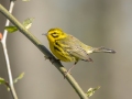 Prairie Warbler - 1268 The Trace, Stewart County, Tennessee, United States, April 7, 2025