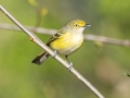 White-eyed Vireo - 1268 The Trace, Stewart County, Tennessee, United States, April 7, 2025