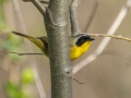 Common Yellowthroat - 1268 The Trace, Stewart County, Tennessee, United States, April 7, 2025