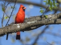 Northern Cardinal - 1268 The Trace, Stewart County, Tennessee, United States, April 7, 2025