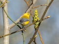 Prothonotary Warbler - 1268 The Trace, Stewart County, Tennessee, United States, April 7, 2025