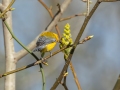 Prothonotary Warbler - 1268 The Trace, Stewart County, Tennessee, United States, April 7, 2025